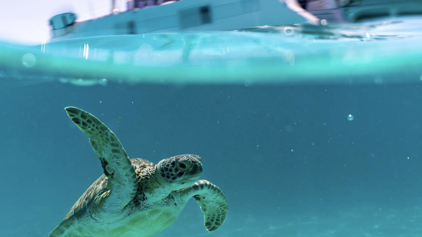 tortue nageant dans une eau turquoise