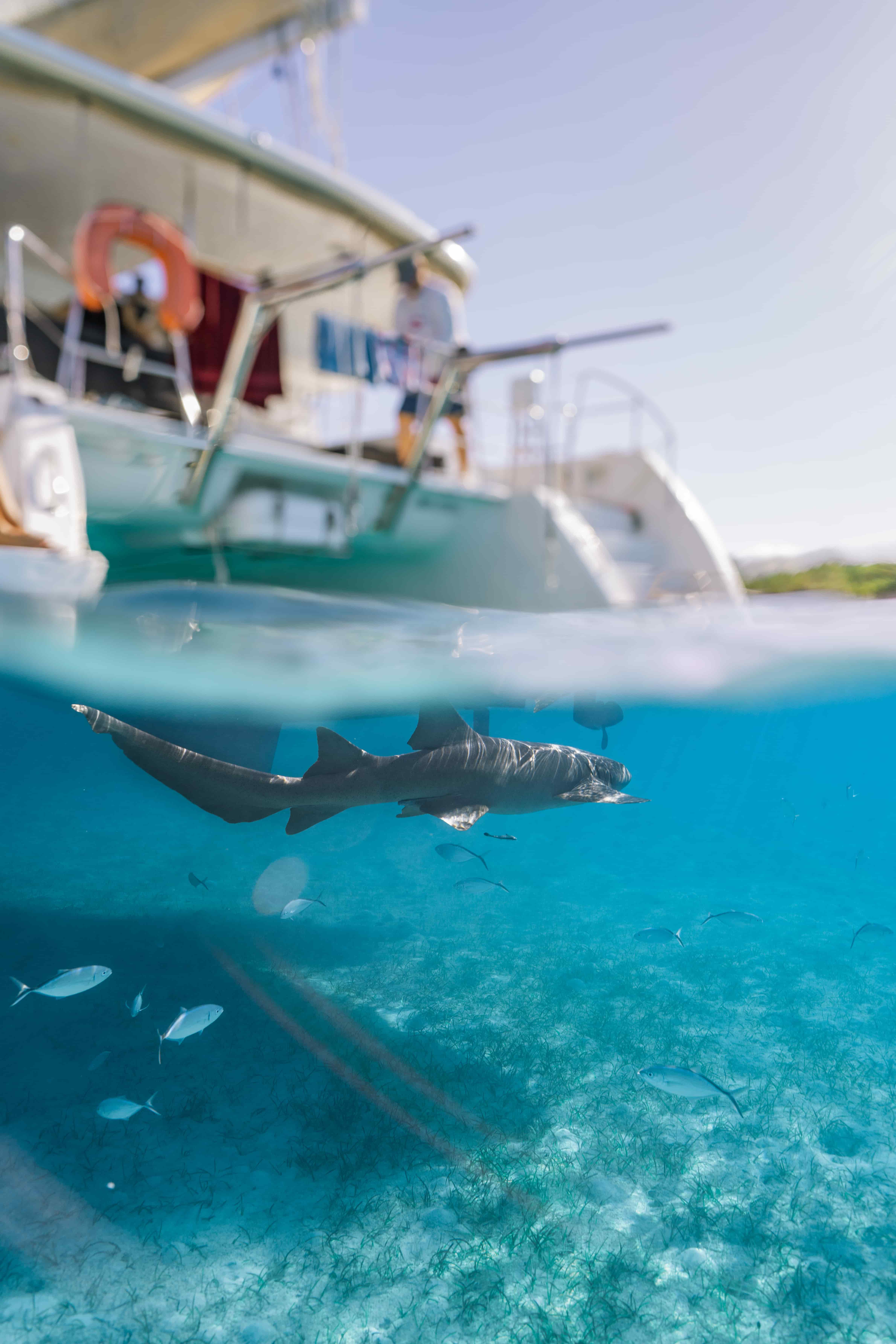 requin-bahamas-lagoon