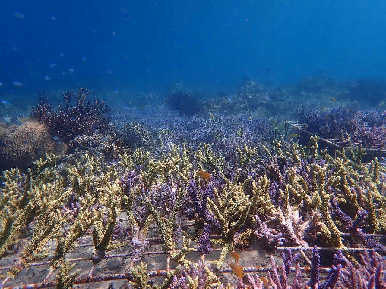 cover-article-coral-guardian