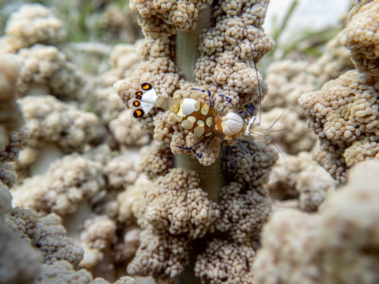 illu-article-coral-guardian-01