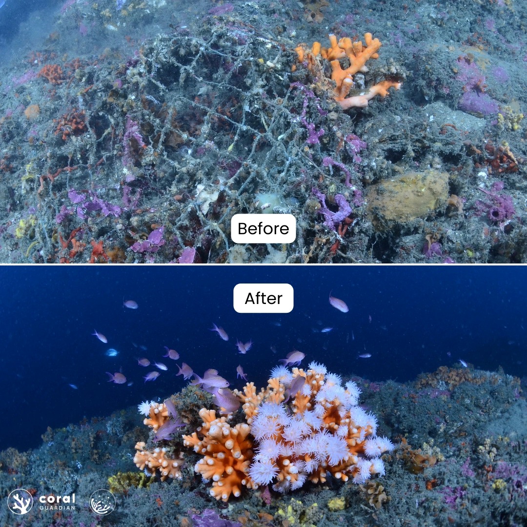 illu-article-coral-guardian-02